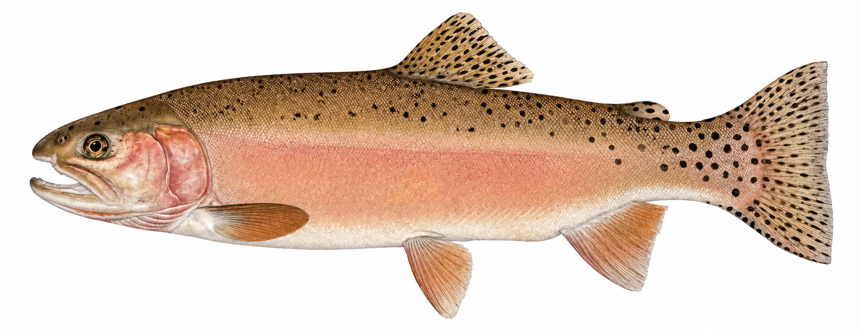 Alvord cutthroat trout illustration