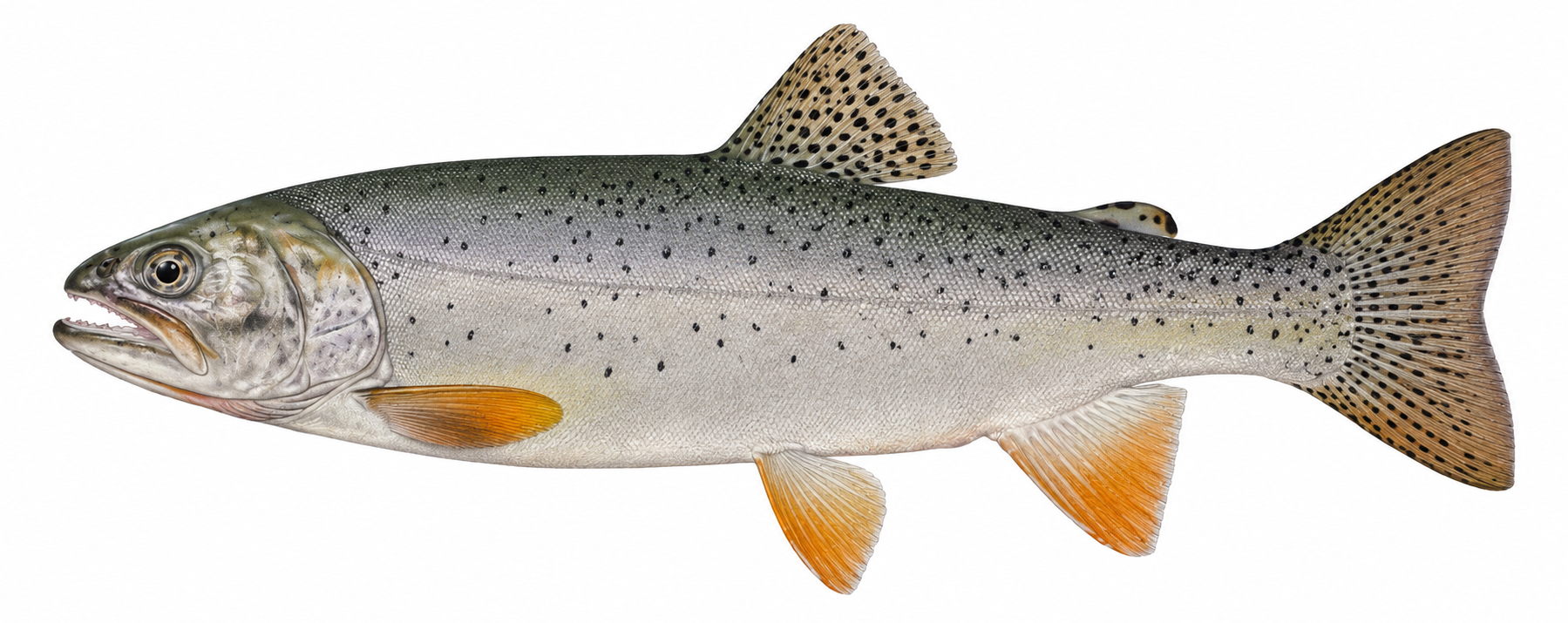 Bear River and Bear Lake cutthroat trout illustration