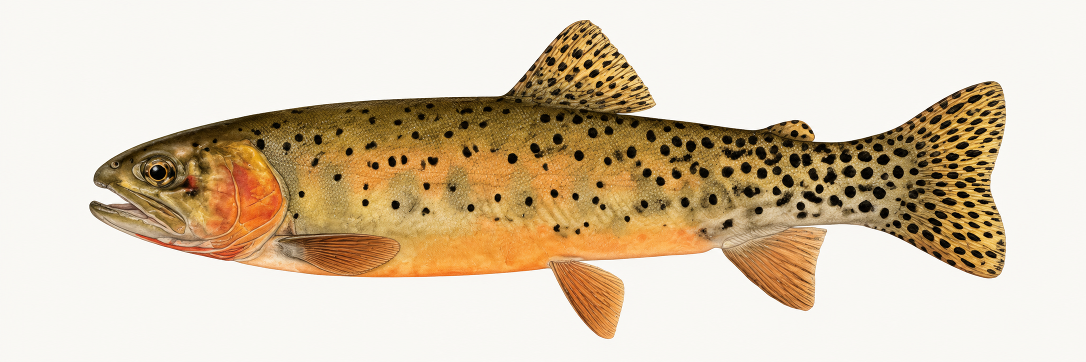 Colorado River cutthroat trout illustration