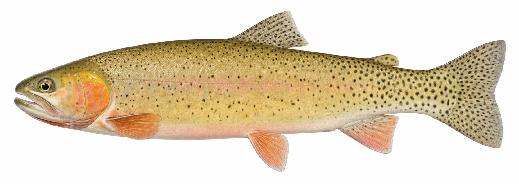 Green River cutthroat trout illustration