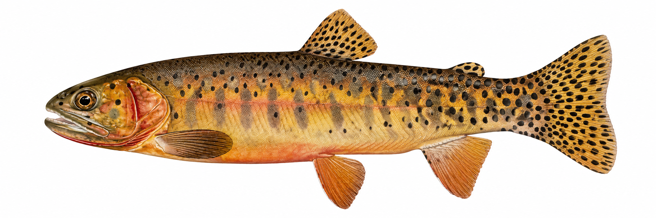 Greenback cutthroat trout illustration