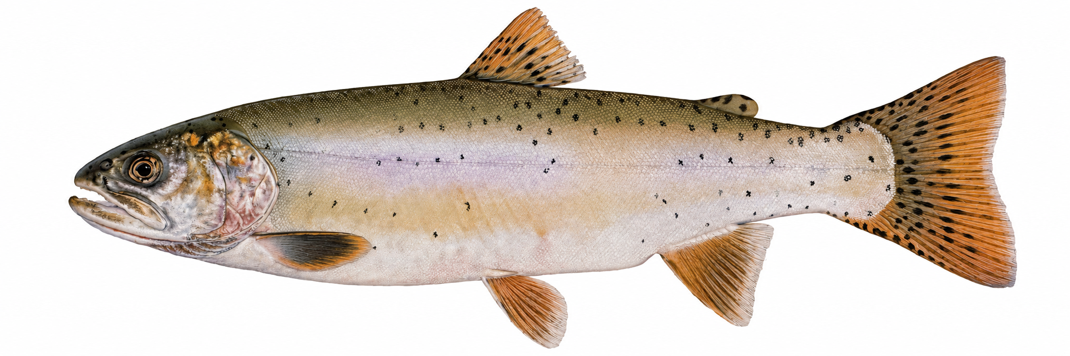 Lahontan cutthroat trout illustration