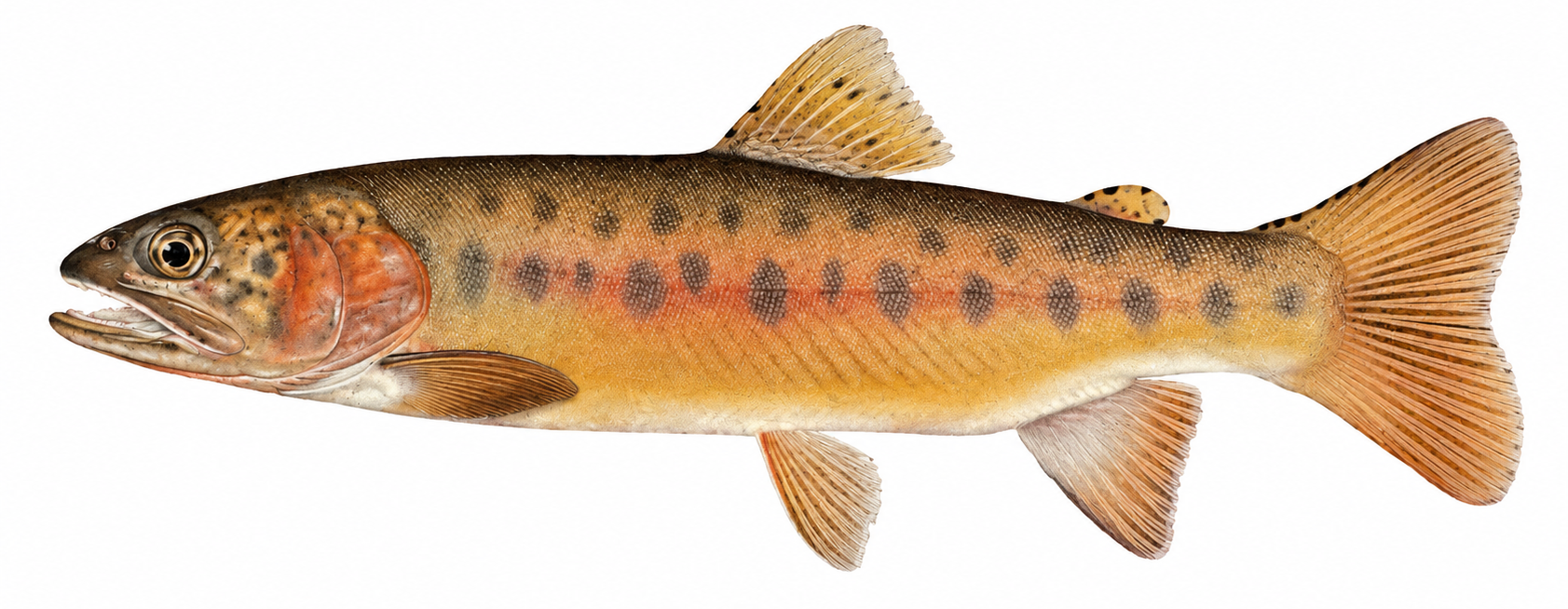 Paiute cutthroat trout illustration