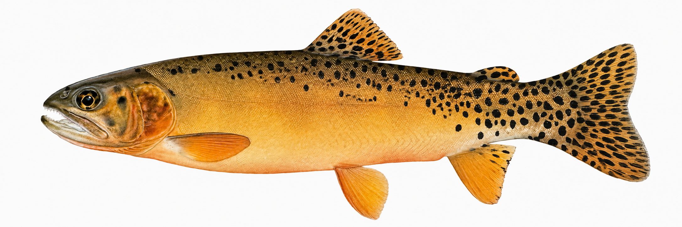 Rio Grande cutthroat trout illustration