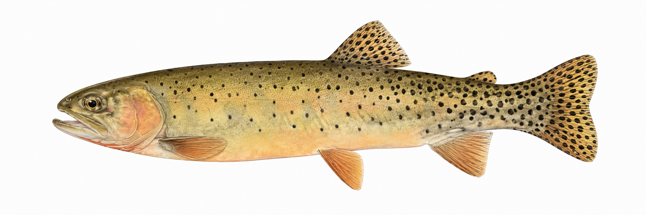 San Juan cutthroat trout illustration