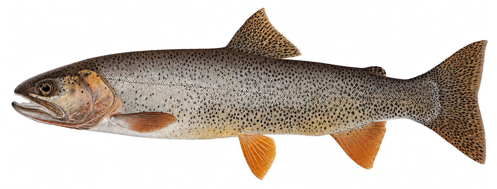 Snake River finespotted cutthroat trout illustration
