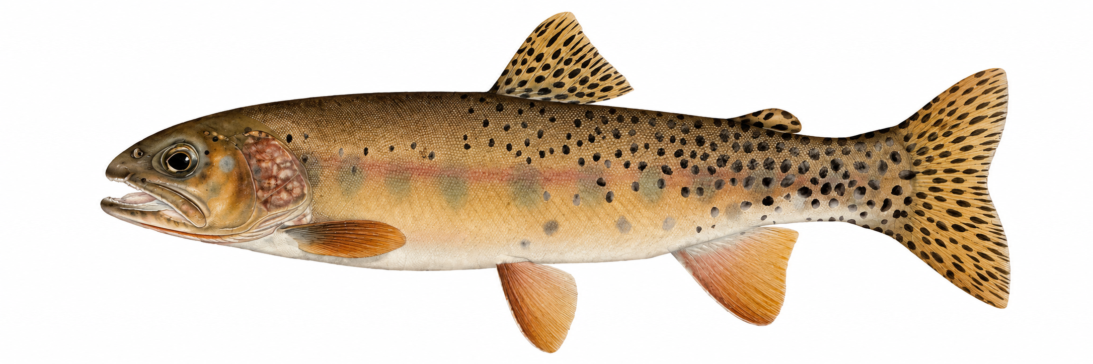 Westslope cutthroat trout illustration