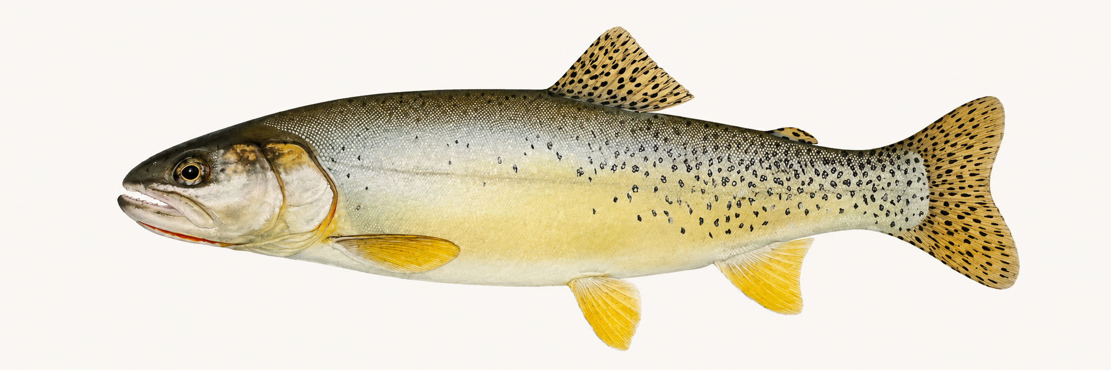 Yellowfin cutthroat trout illustration