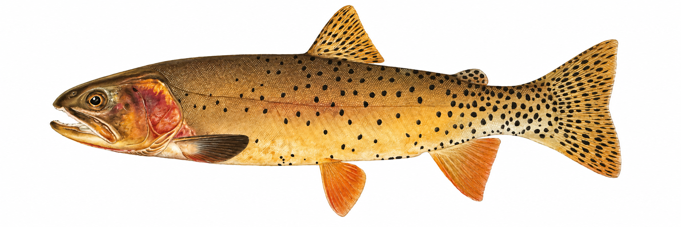Yellowstone cutthroat trout illustration